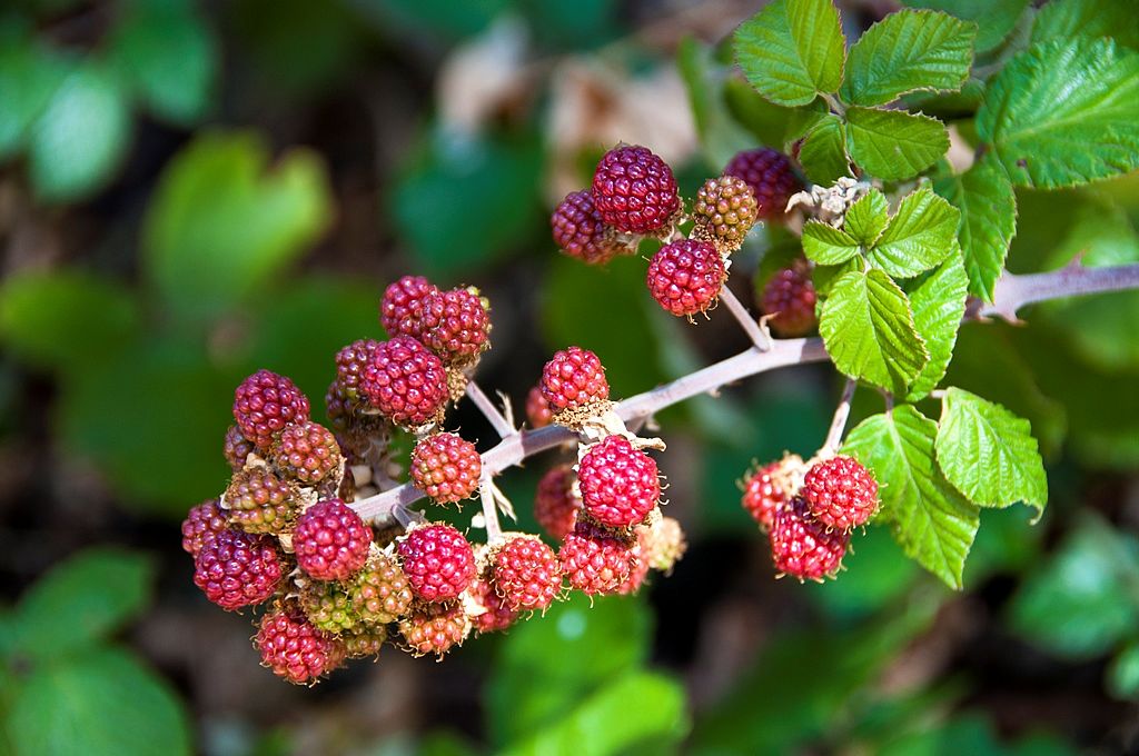 Las melodías del otoño