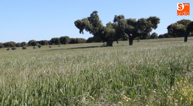 Parcela de cereal en Salamanca. Foto: Rosa Fernández
