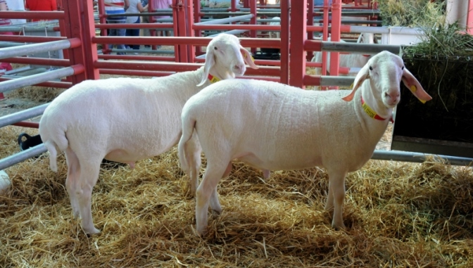 UPA-COAG calcula que la región cuenta con 2.600 explotaciones de ovino de leche