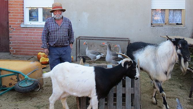 Teófilo cuida con mimo cada día a sus animales