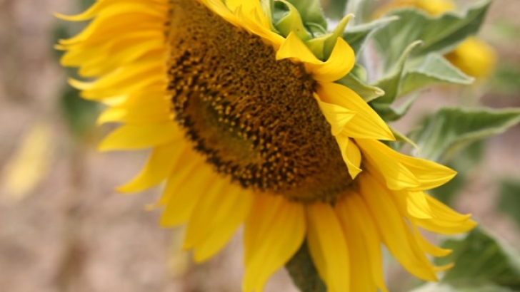 Suben los precios del girasol y el garbanzo y siguen bajando porcino blanco y patata