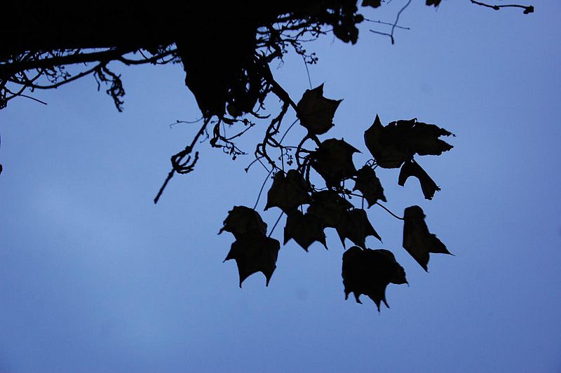 El número de insensatos –Trumpistas- es infinito