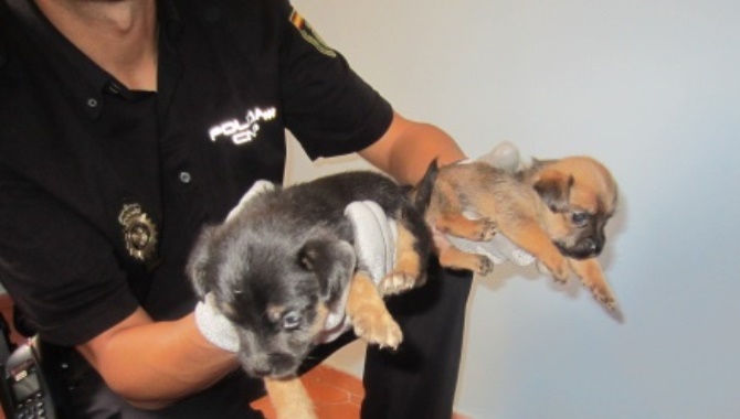 Cachorros intervenidos por la Policía Nacional