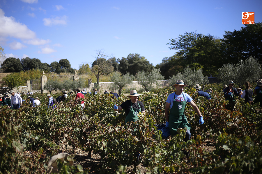 Fiesta Slow de la Vendimia en la Hacienda Zorita. Foto: Álex López