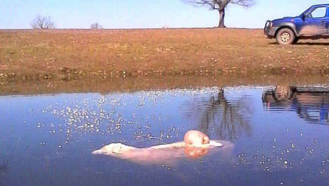 Uno de los ataques del lobo en la comarca de Vitigudino