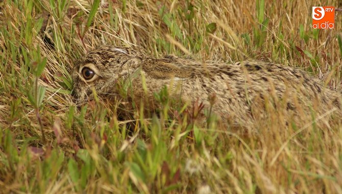 La liebre salvará más de un bolo esta temporada / CORRAL