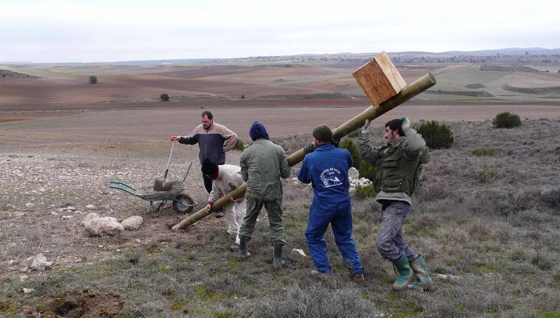 Voluntarios de Grefa levantan un poste con una caja nido para cernícalos vulgares / GREFA