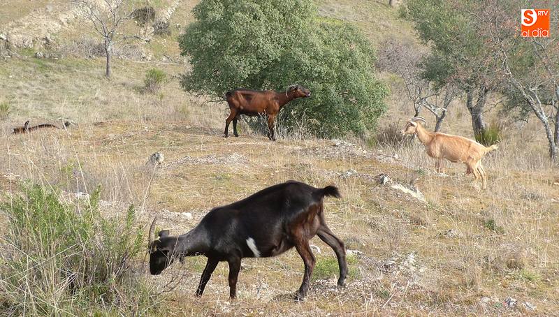 La Junta comienza a pagar el anticipo de las ayudas asociadas al vacuno de leche y al ovino y...