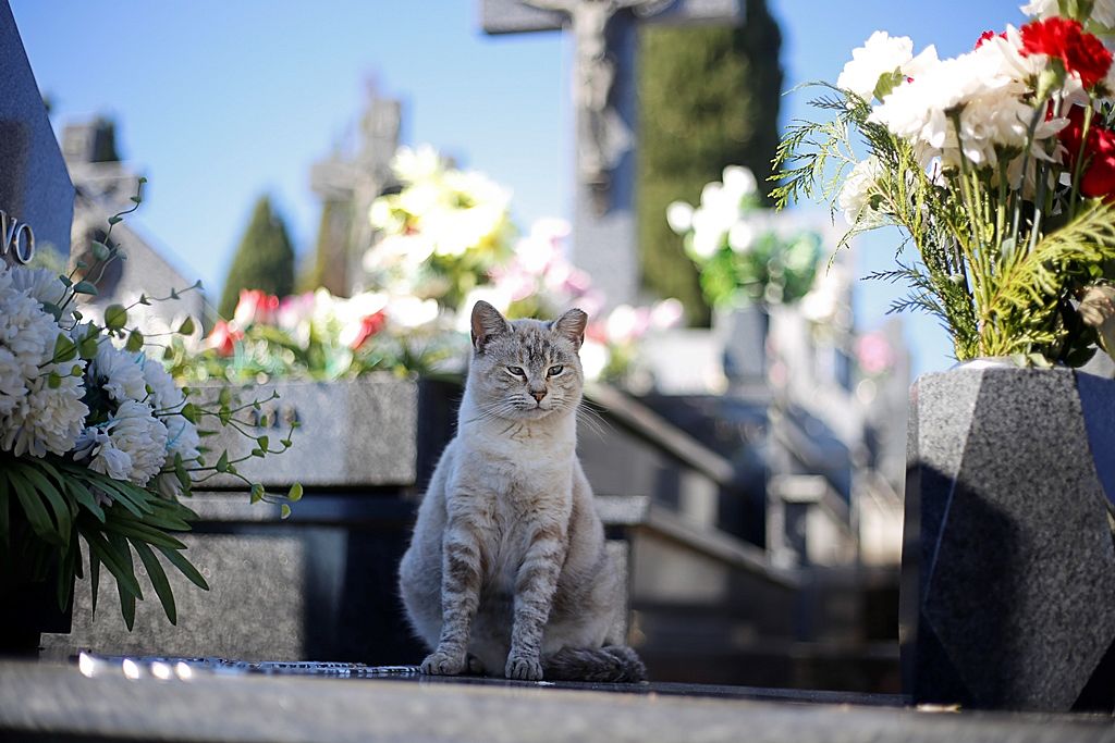 Las flores de tu memoria