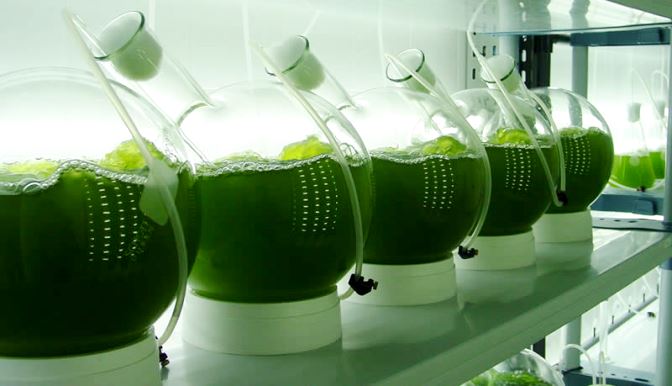 La biomasa puede usarse como fertilizante y como materia prima de pienso para acuicultura dada su riqueza en proteínas, lípidos e hidratos de carbono / Foto Dicyt