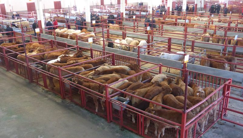 Buen mercado de ganado con 2.277 animales, de ellos 2.020 para engorde / DIPUTACIÓN
