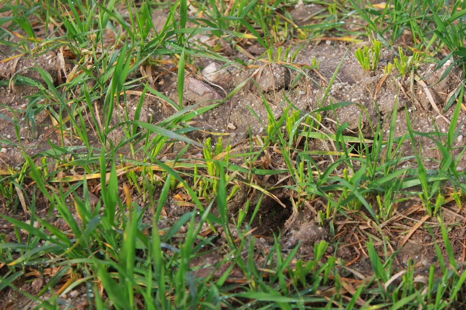 La Junta toma medidas preventivas contra los topillos  
