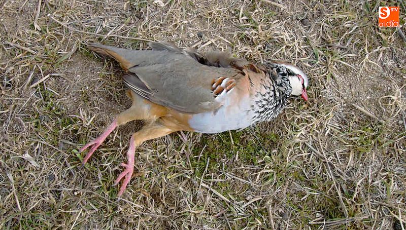 La ingesta de semillas blindadas provoca la muerte de las perdices / CORRAL