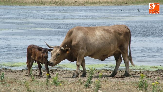 Estas ayudas beneficiarán a 273.034 animales de la provincia