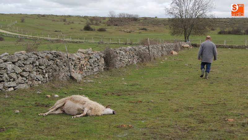 Los cupos de caza del lobo no se cumplen, de ahí su fuerte expansión hacia zonas tradicionalmente no loberas como Arribes