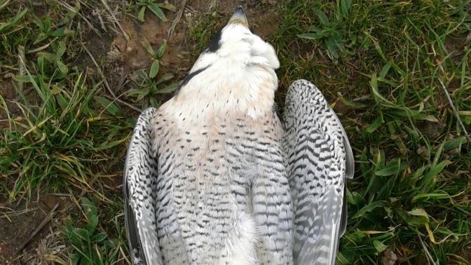 Cuerpo sin vida del halcón que tenía el nido en la Catedral / Foto de Francisco Cosme