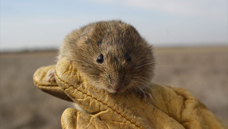 El topillo campesino amwenza con una nueva plaga en los campos salmantinos / FOTO: GREFA
