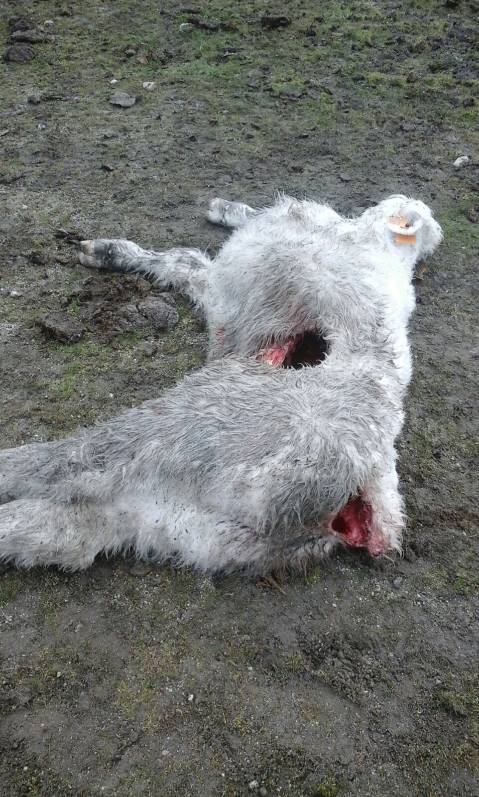 Foto 3 - El lobo mata un becerro de dos meses en Robledo Hermoso