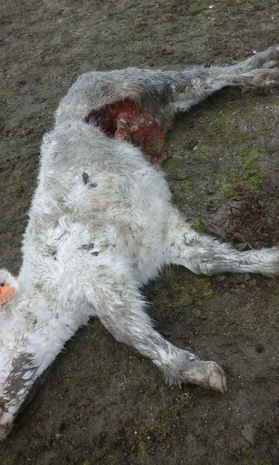 Foto 2 - El lobo mata un becerro de dos meses en Robledo Hermoso