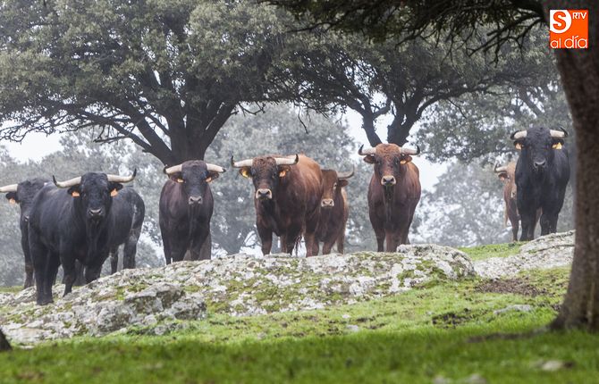 La ganadería fue adquirida por Moisés Fraile en el año 1987, por sus venas corre la sangre de los míticos rabosos/ FOTOS: Pablo Angular