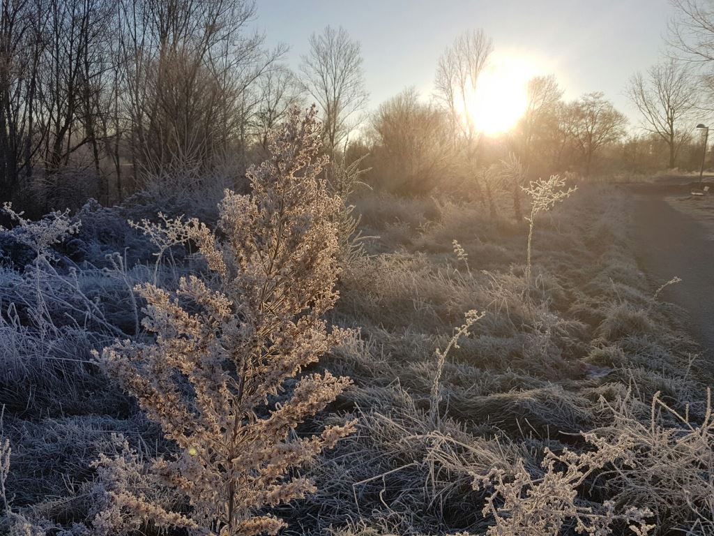 El sol acentúa la cencellada en la vegetación de la Isla del Soto