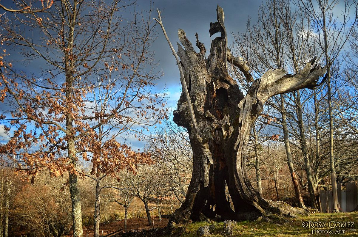 Árboles en invierno