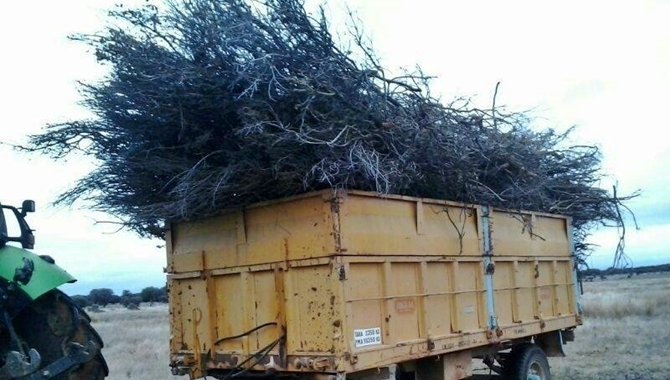 Un año más toca preparar la leña para la hoguera de los Santos Mártires