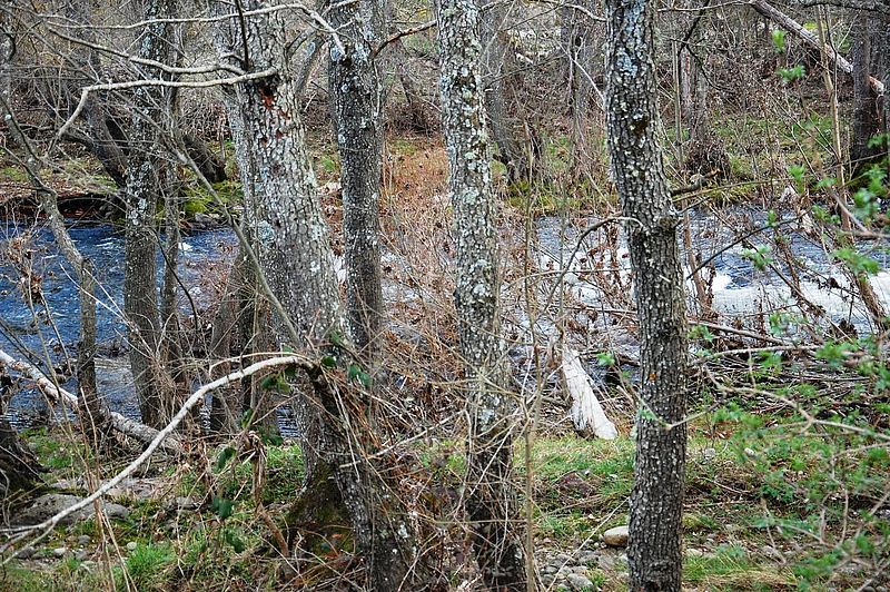 Sensibilidad dominical