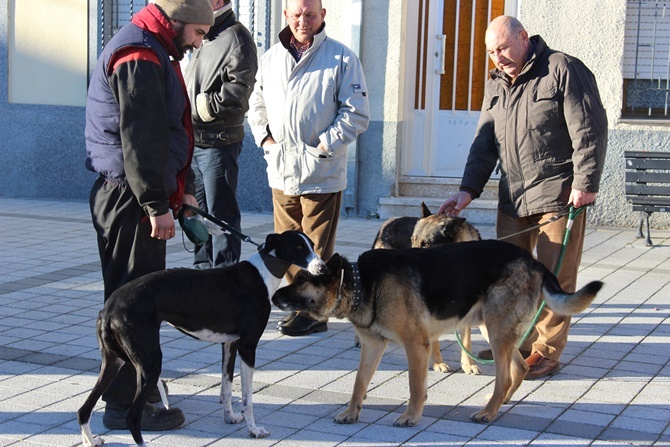Bendición de animales en Calzada de Valdunciel