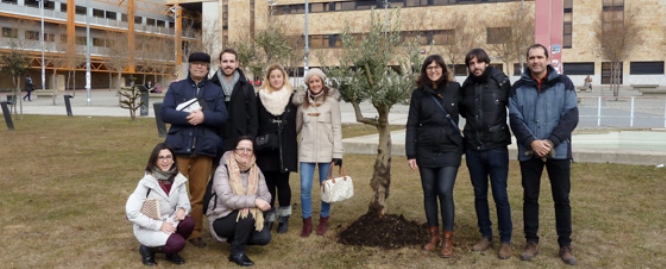 Plantación de un olivo en el Campus