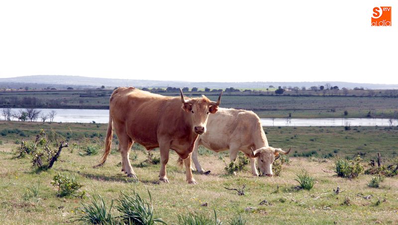 Uno de los requisitos es que tanto el cedente como cesionario sean agricultores activos / CORRAL