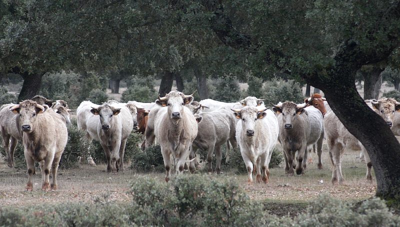 La cadena francesa ha sabido apreciar la calidad de las terneras de la comarca de Vitigudino / CORRAL