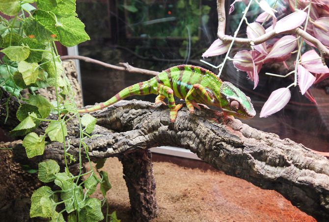 El Tormes acoge la exposición ‘La fauna reptiliana’ con más de 150 reptiles vivos  