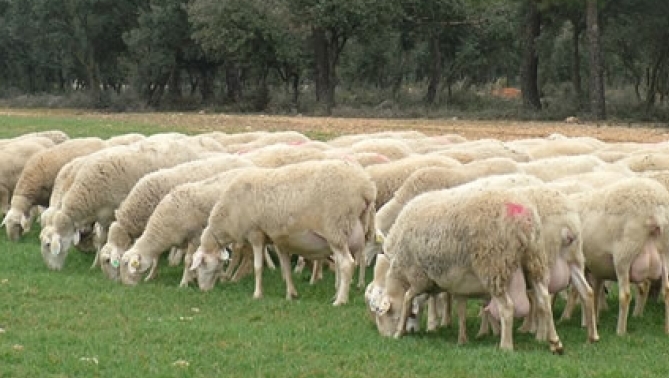 Castilla y León es una potencia nacional en producción de leche de ovino