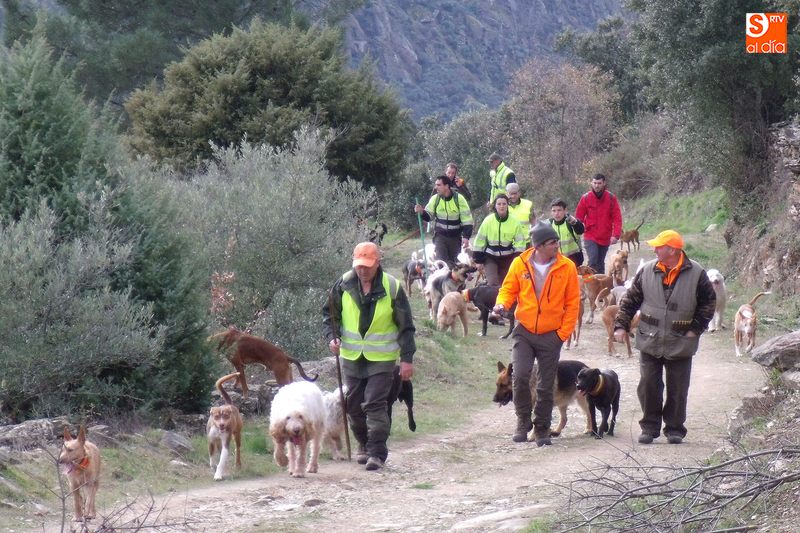 Buena montería en Aldeadávila con 11 cochinos cobrados  
