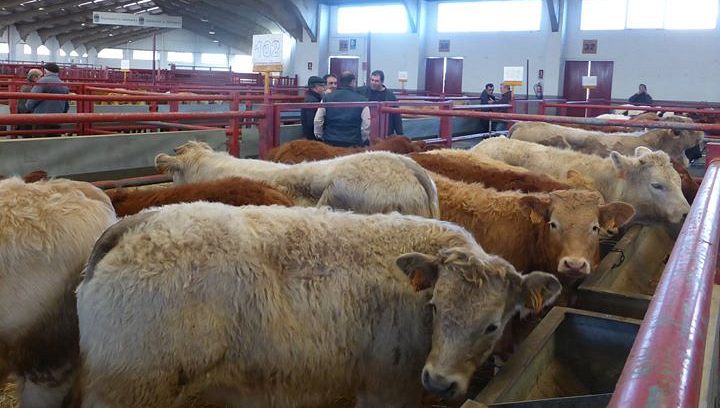 Hasta 1.556 cabezas para vida se contabilizaron en la última sesión del mercado / DIPUTACIÓN