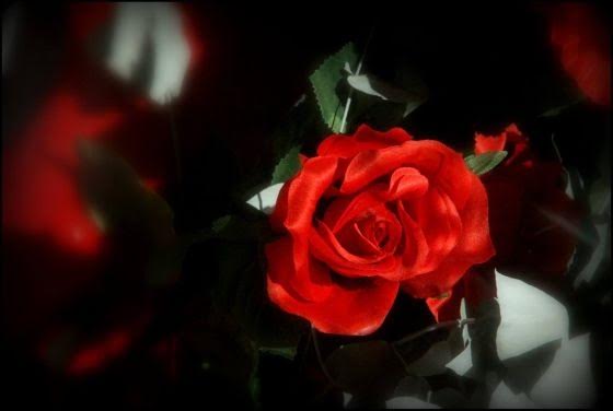 La rosa roja, fotografía de José Amador Martín