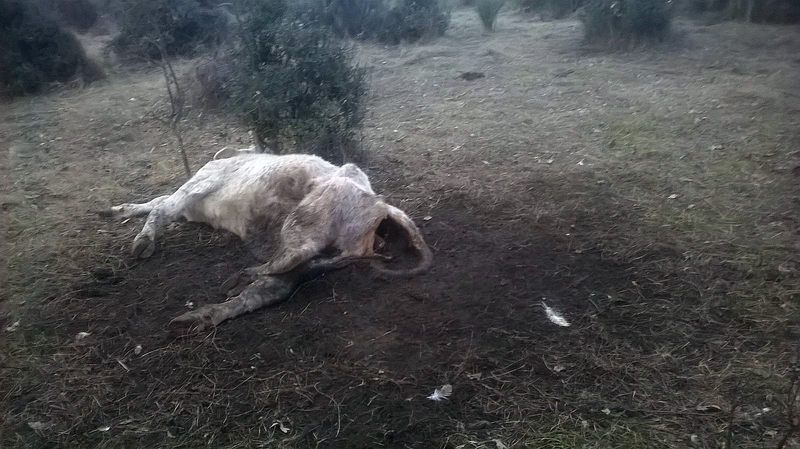 Los buitres aprovecharon la debilidad de la vaca tras el parto para poner fin a su vida