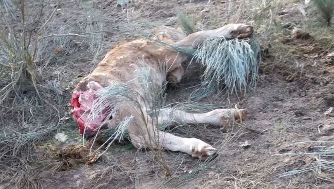 El ternero presentaba heridas mortales en la parte posterior del cuerpo