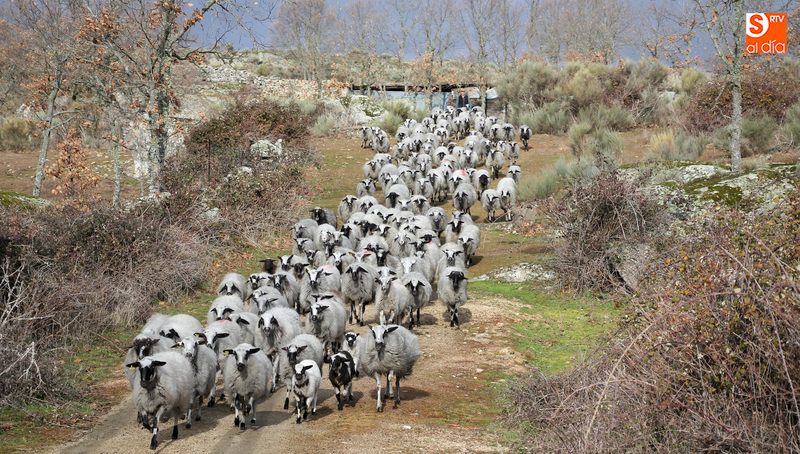 El aprovechamiento mediante el pastoreo forrajero también tendrá una pequeña ayuda / CORRAL
