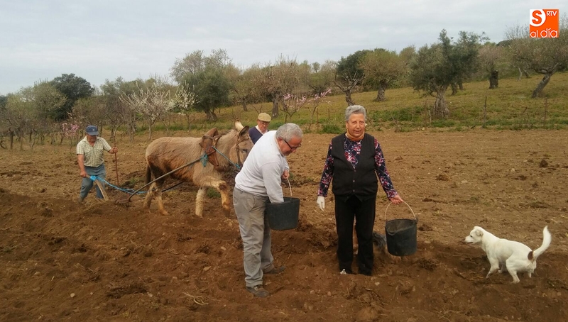 Siembra de patatas en La Fregeneda al estilo tradicional  