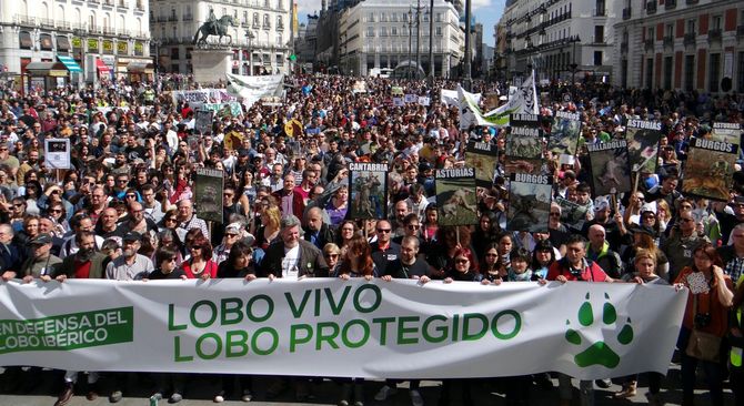 Miles de personas piden en Madrid que se dejen de matar lobos  