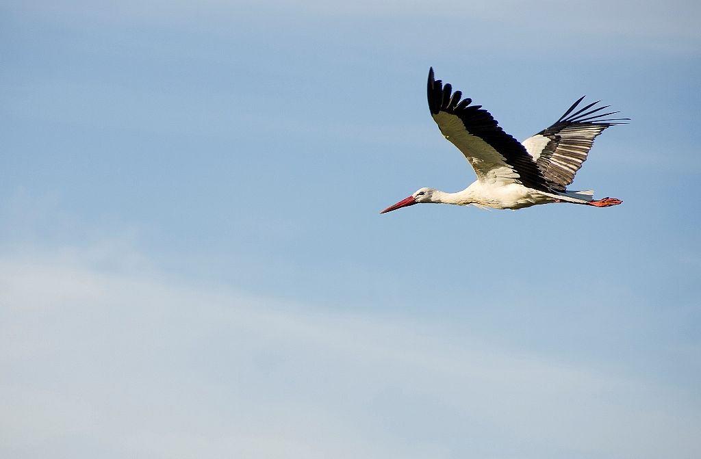 Cigüeñas en Salamanca