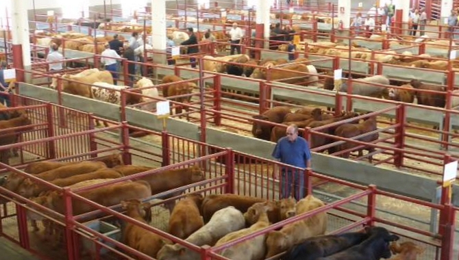 Se registraron 1.910 becerros para vida y que cotizaron a la baja / DIPUTACIÓN