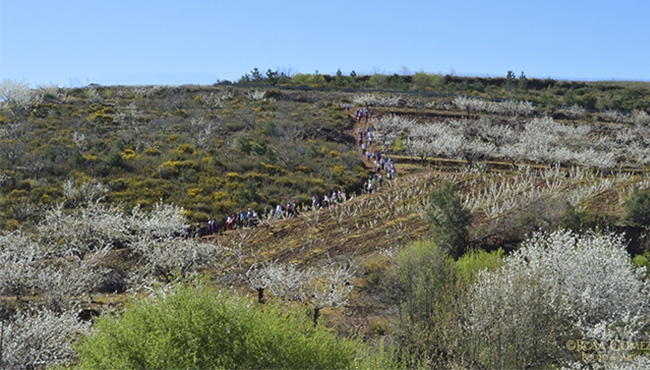 La localidad celebra mañana la floración del cerezo con una nueva ruta senderista