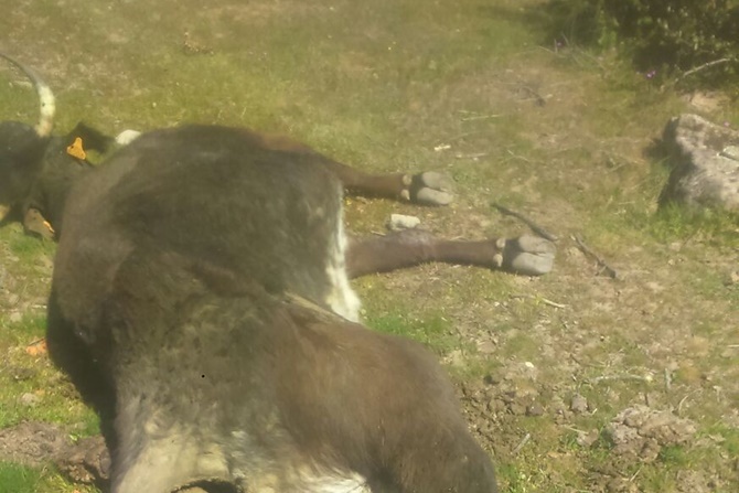 Imagen del estado en el que quedó la vaca tras ser atacada por los buitres