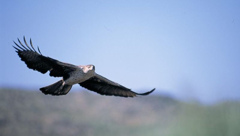 Águila perdicera en Las Arribes del Duero / LIFE RUPIS