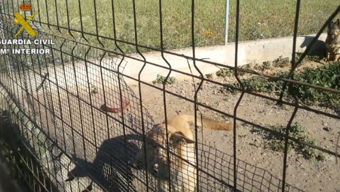 La Guardia Civil encontró dos perros sin vida en El Egido, Almería