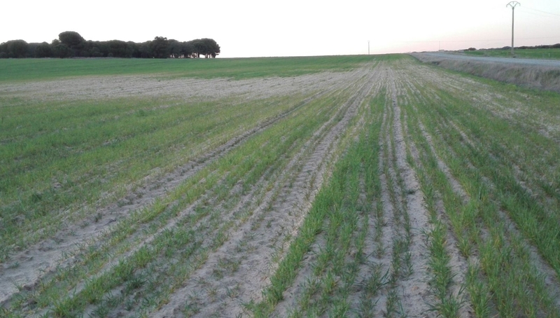 Buena parte del cereal o no ha nacido debido a la falta de agua / FOTO: LA ALIANZA
