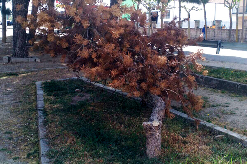 El Partido Popular pide al gobierno que de solución a la situación de abandono que presentan numerosas zonas verdes de la ciudad